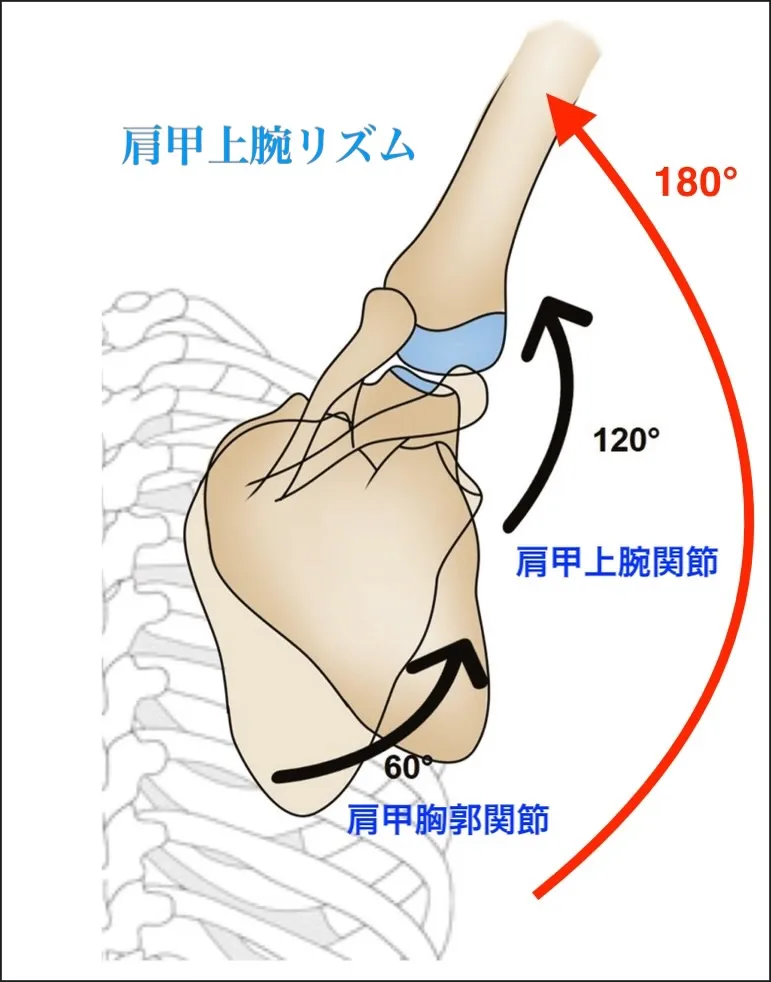 本日は慢性痛トップ3に入るであろう【四十肩・五十肩】の患者様...